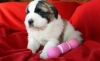playful-saint-bernard-pups-