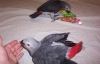 African-Grey-Cameroon-African-Grey-Congo