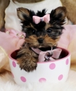 Tea-Cup-Yorkie-Puppies